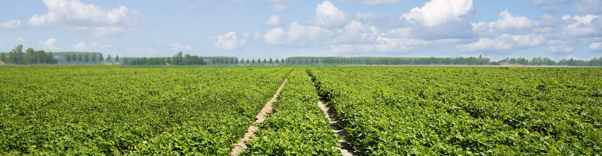 Banner afbeelding 